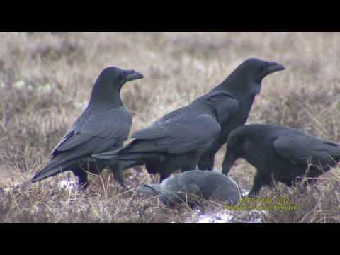 KORP  Common Raven  (Corvus corax)  Klipp - 1976