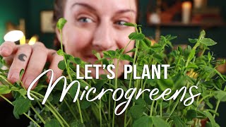 Let's Grow Some MICROGREENS!