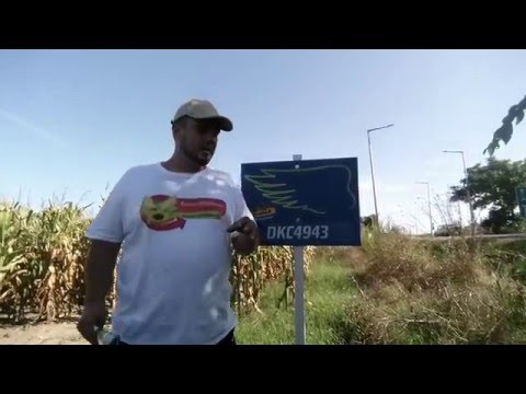 Dekalb DKC4943 kukorica vetőmag KukoricaVetőmag.hu Kft. 2015