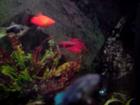 My Red Male and Neon Blue Female Siamese Fighters