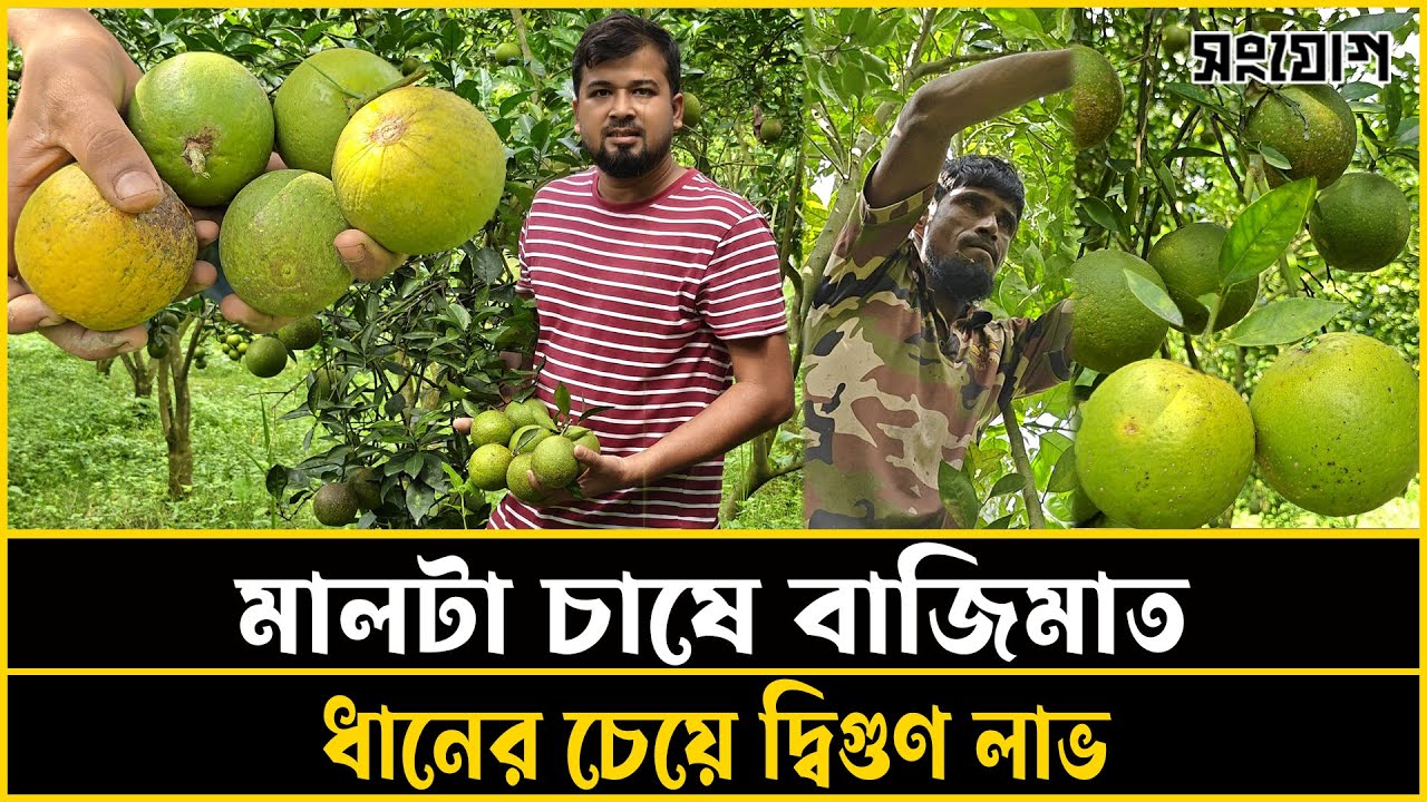 চাকরি ছেড়ে মালটা চাষ: সফল উদ্যোক্তা কিবরিয়ার গল্প