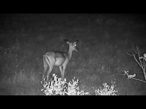 Djuma: Lone Impala female in Open Area - 19:46 - 11/20/2022