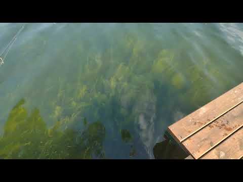 Nie chciało mi się zakładać kamery :( #SHORTS