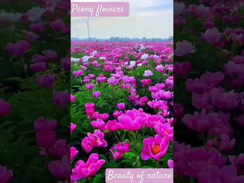 gardening peony flowers#punjabisong