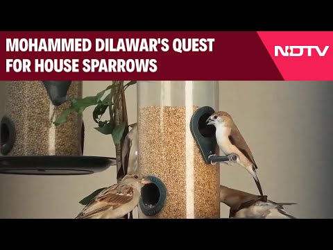 Restoring Nature: Mohammed Dilawar's Quest For House Sparrows