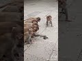 crab vs monkeys