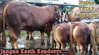 Download lagu Sapi Jumbo Limousin & Simmental Siap 86 || Pasar Sapi Blitar mp3