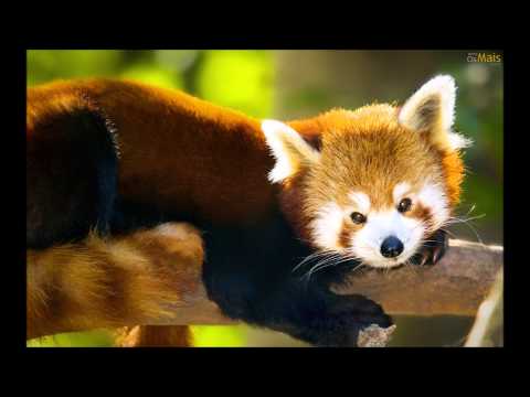 Illustrations of the Kingdom of God - The Deaf Toad - Juanribe Pagliarin - Glory to God.