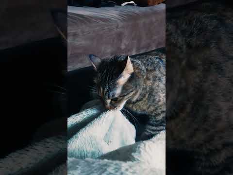 گربه من هر روز صبح ساعت ۶