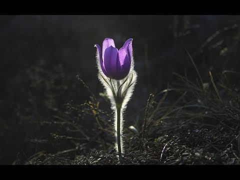 Dj Ushvalon - Warmth reached our hibernation. And then we woke. [Ambient & Fieldrecording Dj Set]