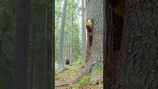 Bear Steals Honey… But The Bees Fight Back! 🐝🍯