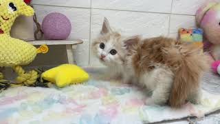 ノルウェージャンフォレストキャットの動画01