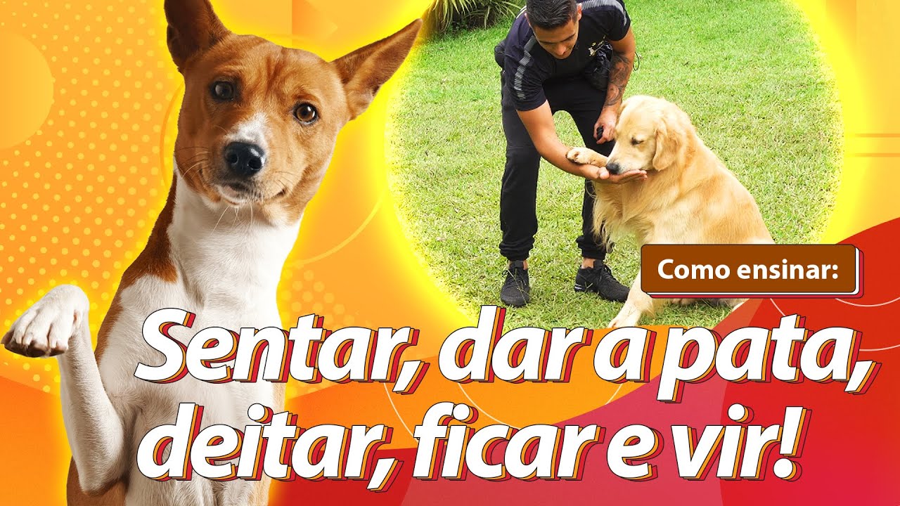 Como ensinar seu cachorro os 5 COMANDOS MAIS IMPORTANTES no adestramento!