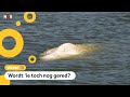 Het gaat beter met de beluga die vlakbij Parijs zwemt