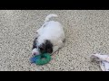 Mini Sheepadoodle dogs for sale: Skittles - Video 1