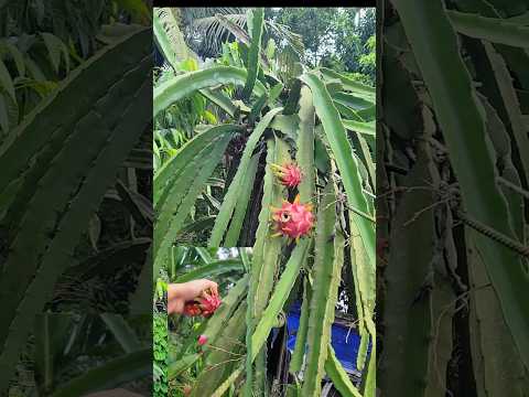 My favourite Dragon fruit !#trendingshorts #trending #shorts #shortsfeed