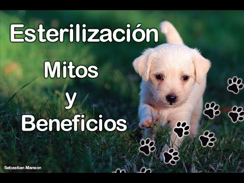 Mitos y beneficios de la esterilización en perros y gatos