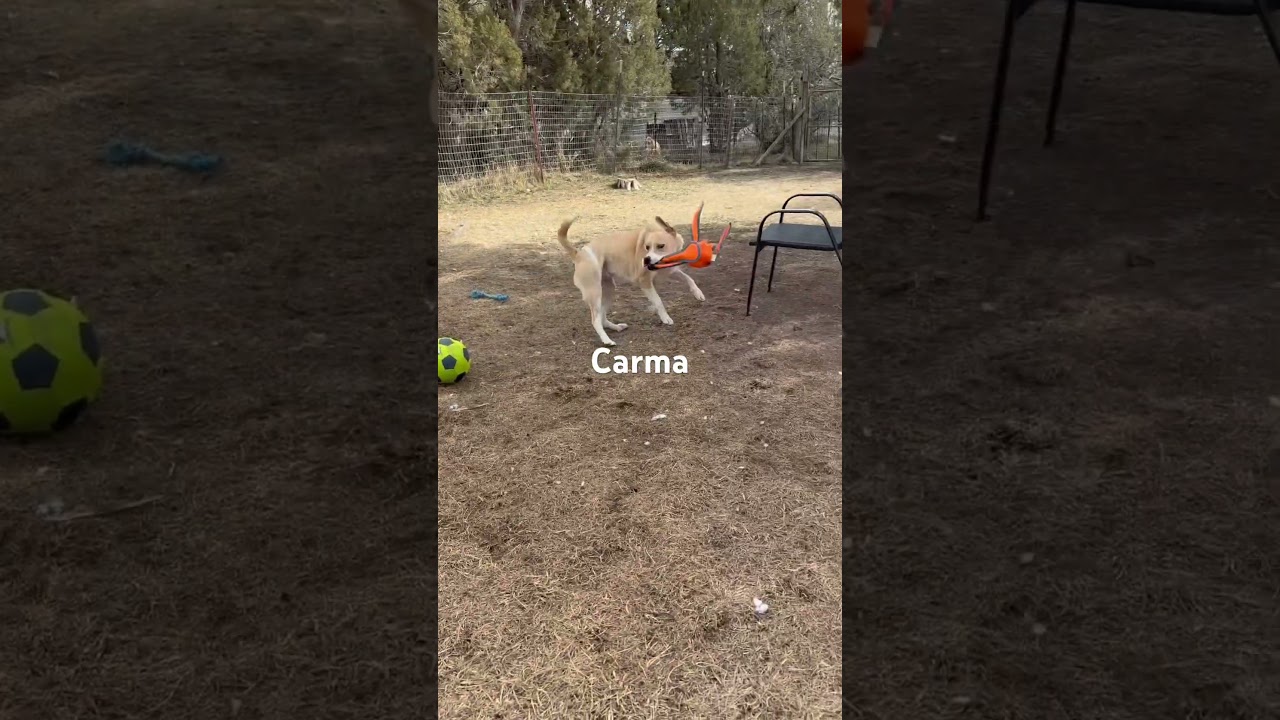 Enlarge Carma, a Adoptable mixed breed in Durango, CO video 3/5