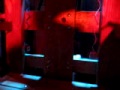 earthsuit schizophrenia Lady Liberty 01  Torture Prop Terror Technologies Haunted House Buffalo NY