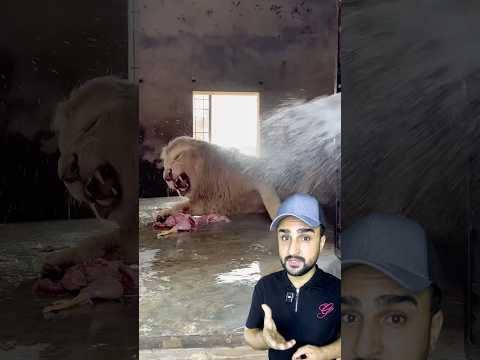 كيف يتعامل الحراس بذكاء مع أشرس مفترس في الغابة عندما يحين وقت الاستحمام؟
