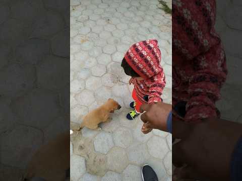 Kratika Playing With Puppies #shorts #cutebaby #viral #trending #puppy #puppies