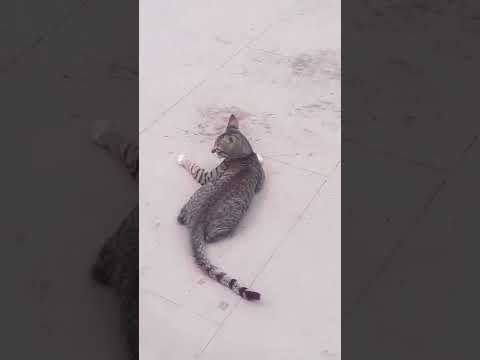 cat video/1/🐈/🎥/