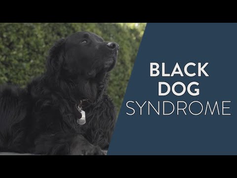 What is Black Dog Syndrome in Shelters?