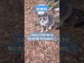 Foiled Again Adorable Gray Tabby Cat Shorts