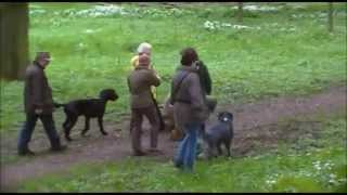preview picture of video 'Briards Carlisle Walk May 2014 Part 1'