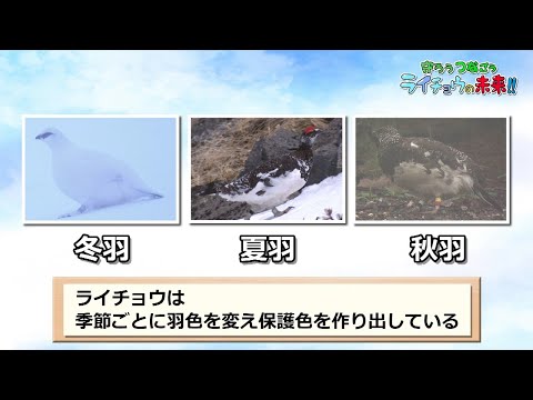 リルルス・テトリクス