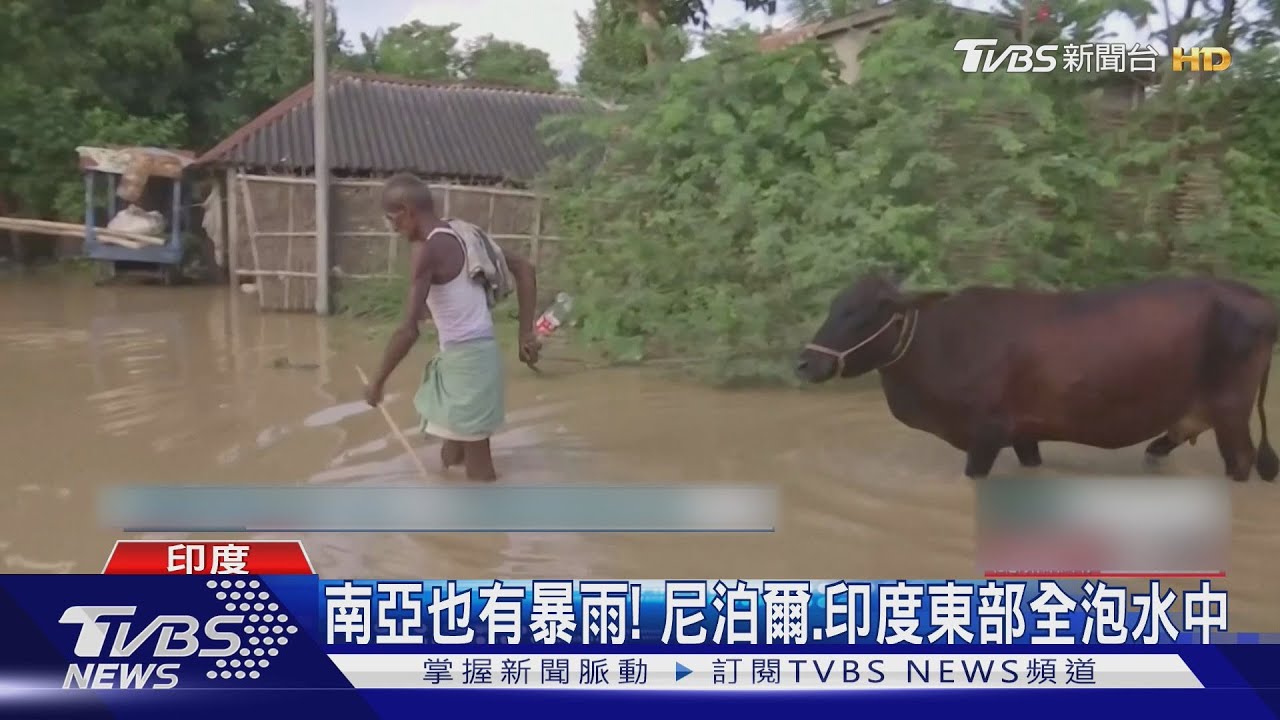 南亞也有暴雨!尼泊爾、印度東部泡水 農民忙牽牛逃難
