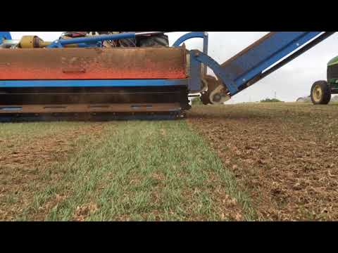 3/3 grass removal from hybridgrass POWERgrass