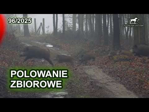 Polowanie zbiorowe - SUDECKA OSTOJA 96/2025 Driven Hunt in Poland Jagd wildboar 