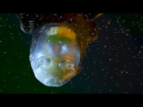 頭蓋骨が透けて見えるバレルアイフィッシュ