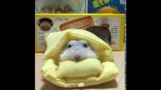 けしからん可愛さの人気の動物癒し系動画を集めてみた