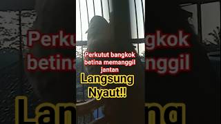 Download lagu suara burung perkutut betina memanggil jantan (PERKUTUT BANGKOK GACOR) mp3 Download lagu suara burung perkutut betina memanggil jantan (PERKUTUT BANGKOK GACOR) mp3