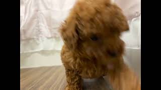 トイプードルの動画01