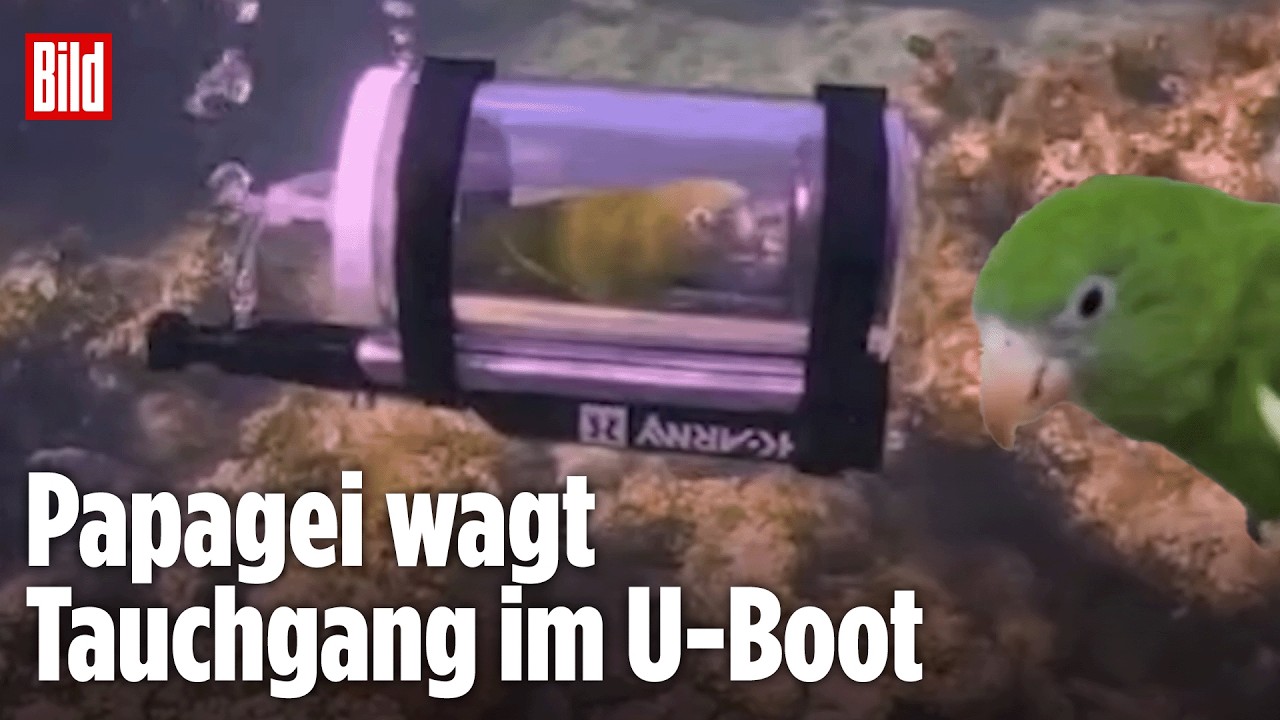 Papagei im U-Boot unterwegs: Bebe taucht erstmals auf den Bahamas ab