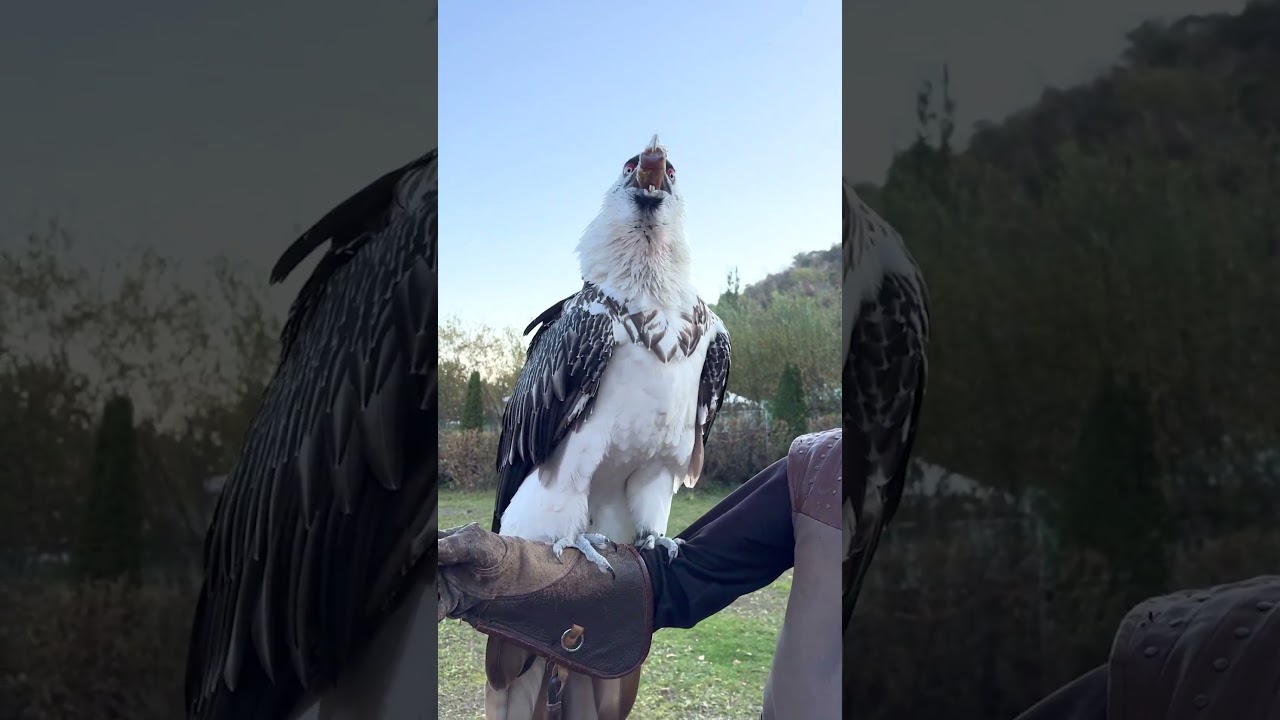 Vulture swallows big bone whole! 😳🤯 - 🎥 Viralhog