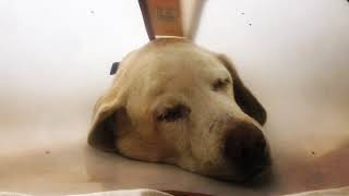 Sweet Dreams My Love!