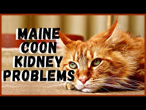 Common Kidney Problems in Maine Coon Cats