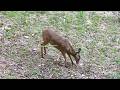 She Got 2 Deer Back To Back Both Dropped In Sight Pennsylvania Bowhunting 2025 Evianna Double Doe
