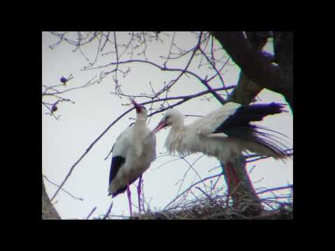 Cigüeñas en pleno ciclo de reproducción