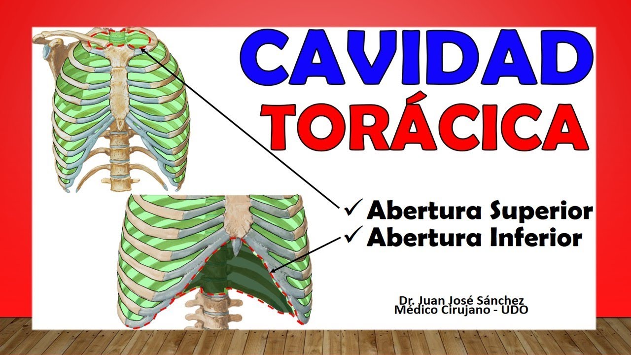 🥇 THORACIC CAVITY. Bone Thorax. Easy Explanation!