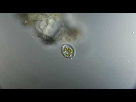 Under the Microscope : living Diatom / lebende Kieselalge in PZO Pluta DIC MPI 5 Mikroskop