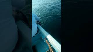 El tachis se siente en caña y carrete