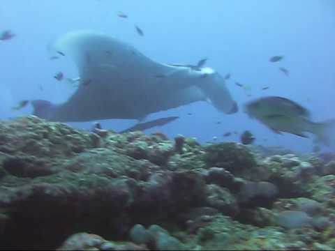 Paradise Island / Nord Male Atoll Manta Point, Paradise Island,Malediven