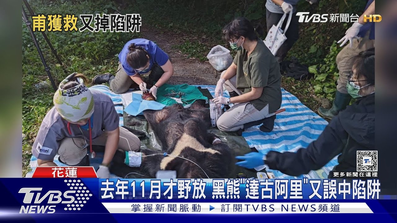 可憐!台灣黑熊「達古阿里」又誤中陷阱 左後肢腫脹