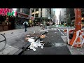 NYC Seagulls Chow Down On An Entire Box Of Pizza Pizza Gulls