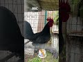 Big Black Cock BBC